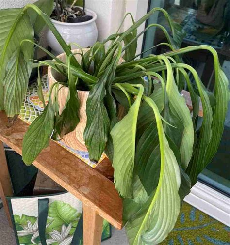 How To Know When Peace Lilies Need Water Perfect Peace Lily