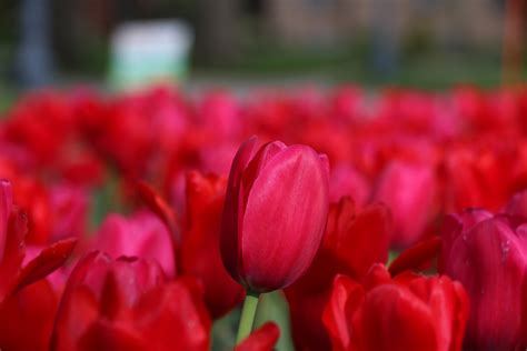 Hình ảnh Thực Vật Cánh Hoa Tulip Đỏ Giường Hoa Tinh Tế Thực Vật