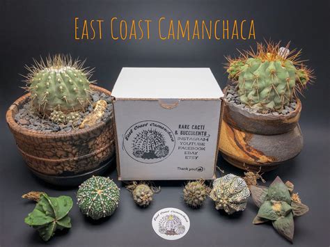 Thank you for taking the time to visit east coast college's website. Rare cacti & succulents | USPS priority shipping ...