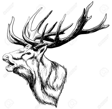 Whitetail Deer Sketch At Explore Collection Of