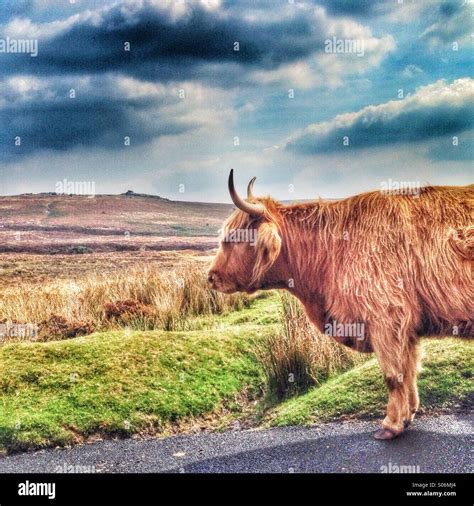 Highland Cow On Dartmoor Stock Photo Alamy