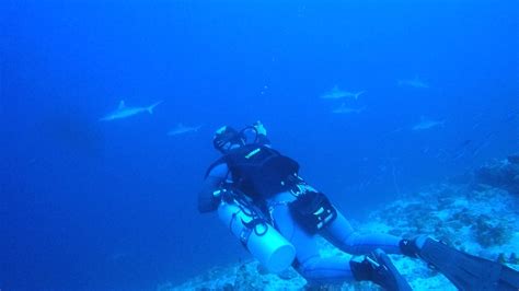 A Chia Was Scuba Diving At Villingili Kandu Huvadhoo Atoll Maldives
