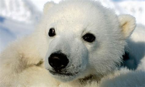 Polar Bears Bears Photo 35799401 Fanpop