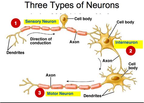 The Structure And Function Of Neurons Diagram Quizlet