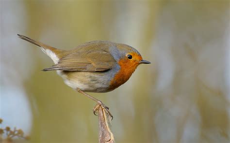 Rotkehlchen erithacus rubecula rotkehlchen gesang. Rotkehlchen (Forum für Naturfotografen)