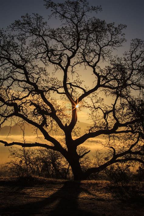 ~~tales Of An Oak ~ Golden Silhouette Of A Majestic Tree