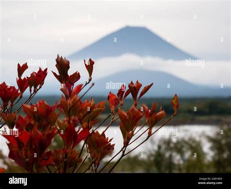 Fall Foliage And Silhouette Of Mount Fuji At Lake Shojiko One Of Fuji