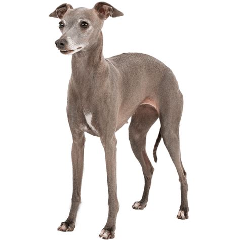 Italian Greyhound Dog Breed Information Dognomics