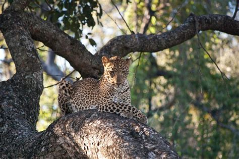 Leopard In A Tree In Zambia Smithsonian Photo Contest Smithsonian