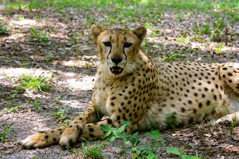 Animal Zoo Park Near Me - PARKS THEME