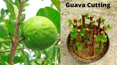 How To Propagate Guava Tree From Cuttings Growing Guava Tree From
