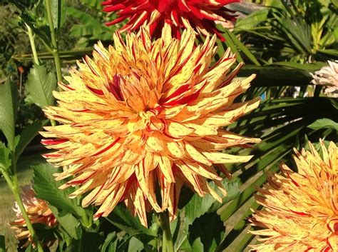 Maybe you would like to learn more about one of these? DAHLIA TUBERS FOR SALE Saanich, Victoria