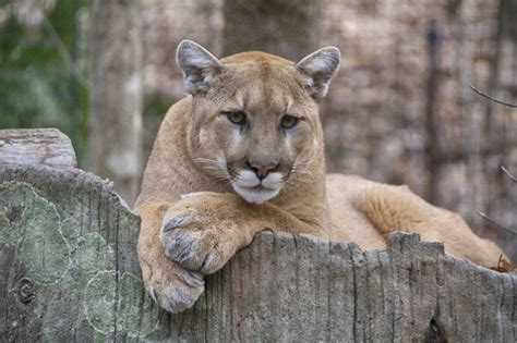 Check spelling or type a new query. Mountain Lion in San Francisco Neighborhood Tranquilized ...