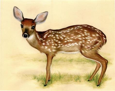 Fawn By Heather Mitchell Fawn Drawing Fawn Fine Art Prints And