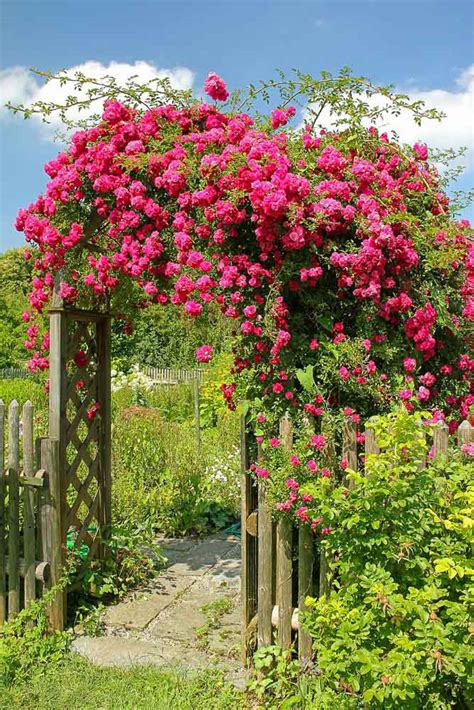 Best Roses To Use In An Archway Or Trellis Mom Foodie