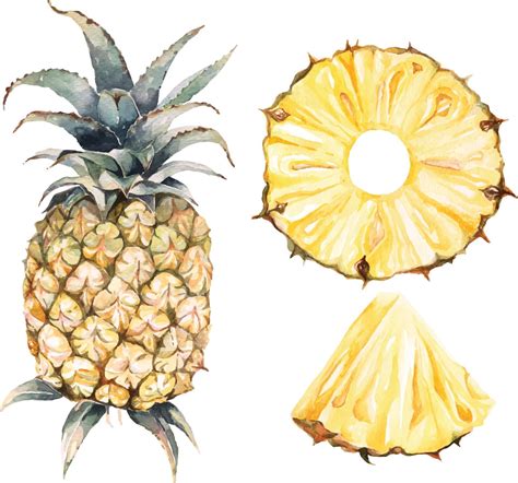 Watercolor Pineapple Set 2293174 Vector Art At Vecteezy