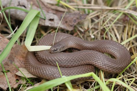 Smooth Earth Snake Virginia Valeriae Reptiles And Amphibians Of Iowa