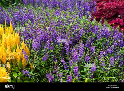 Angelonia Angustifolia Purple Or Summer Snapdragon And Celosia Yellow