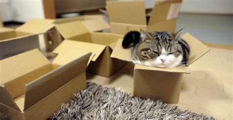 Why Are Cats So Fascinated With Boxes