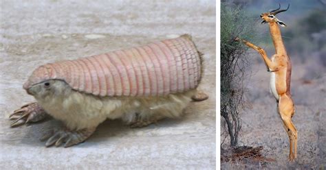 28 Weird And Unusual Animals You Never Knew Existed