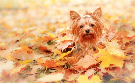 4k Dog Wallpapers High Quality Download Free