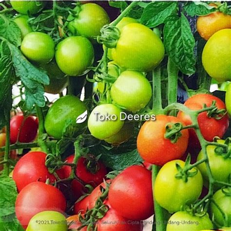 Jual Benih Tomat Varietas  SERVO F1  1.750 btr  Cap Panah Merah