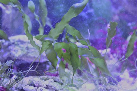 Caulerpa Prolifera Live Macro Algae Planta Marina De Agua Etsy