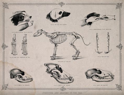 Anatomy Of A Dog Nine Figures Showing The Skeletons And Skulls Of