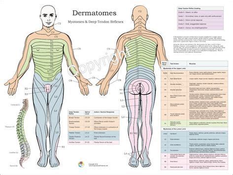 Dermatomes, Myotomes and DTR Poster 18 X 24 Chiropractic Medical Chart