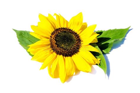 Sunflower With Leaves Isolated On White Background Stock Photo Image