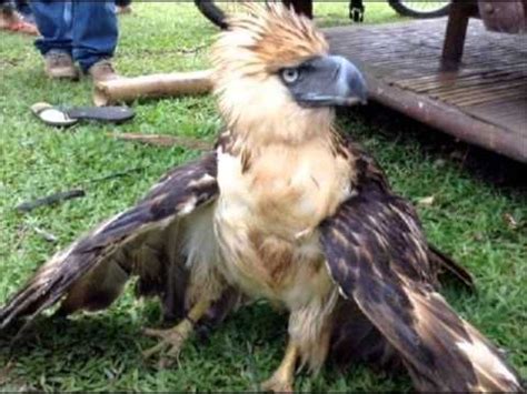 Phoenix_bird_real hasn't shared any projects. 8 best Phoenix images on Pinterest | Philippine eagle, Real phoenix bird and Endangered species
