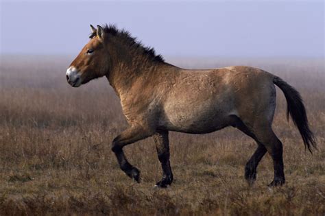 Przewalski Horse Equus Ferus Przewalskii By Anita Huszti Photo