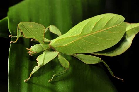 Ginkgo biloba hojas verdes en un árbol. La belleza del insecto hoja - magazinespain.com