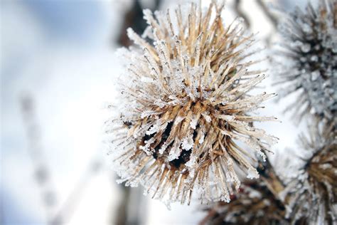 Poze Blog Imagini Cu Flori De Iarna