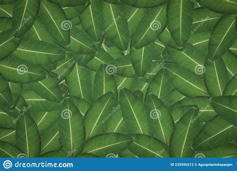 Abstract Green Leaf Texture Nature Background Tropical Leaf Stock