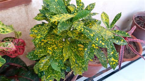 How To Grow And Care Croton Plant Fun Gardening 12