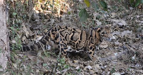Mystery Cats Newslink ‘extinct Leopard Spotted Alive For The First