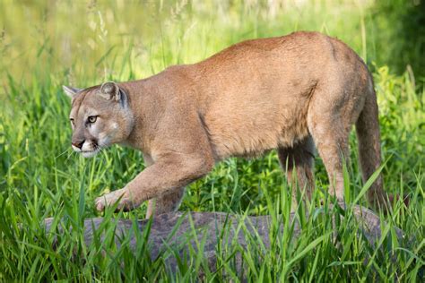 Cougar Mountain Lion Habitat