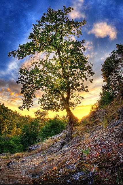 Hdr Tree Nature Pictures Cool Pictures Of Nature Nature Photos