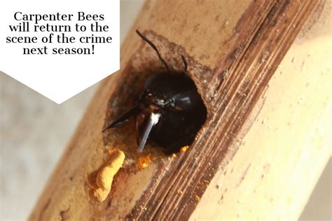 Get more info about the camel cricket from our pest library including behavior, and russell's insect control services. 7 Strategies to Eliminate Camel, Spider or Cave Crickets