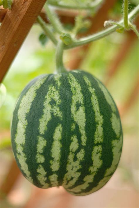 Supporting Watermelon Plants - How To Grow Watermelons On Trellises
