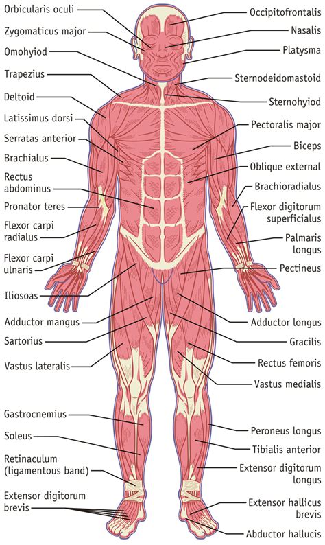 Muscles Labeled Front And Back Anatomy The Muscular System The Best