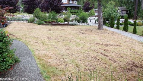 You may be dealing with weeds and pests and this book has advice on how to rid yourself of these. Before & After Lawn Makeover Project | Lawn maintenance, Lawn sprinklers, Lawn