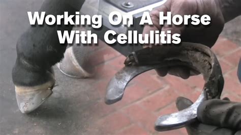 Farrier Quick Takes Mark Rikard Working On A Horse With Cellulitis