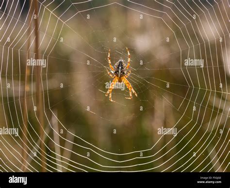 European Garden Spider Araneus Diadematus Denmark Stock Photo Alamy
