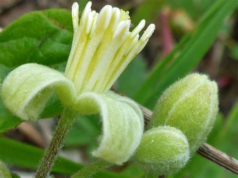Check spelling or type a new query. Photographs of Clematis Vitalba, UK Wildflowers; Recurved ...