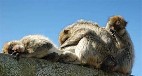 Monos Y Humanos Reducen Su Círculo Social Al Envejecer Ciencia El PaÍs