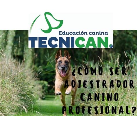 ¿cómo Ser Adiestrador Canino Profesional Tecnican Adiestramiento