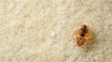 5 Common Signs Of A Bed Bug Infestation And What To Do About It Eido Home