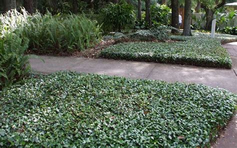 Asian Jasmine Ground Cover Plants Ground Cover Good